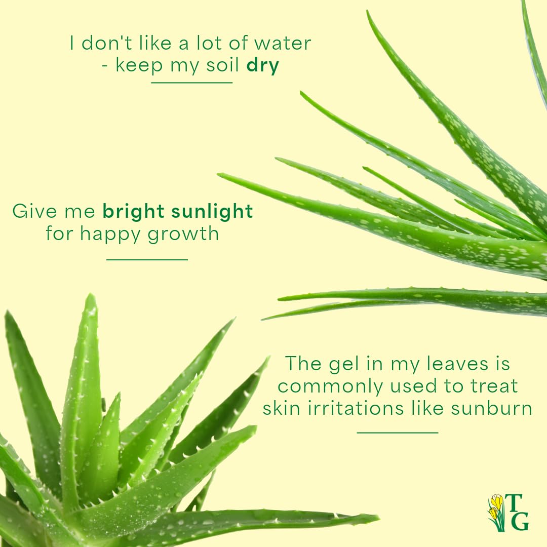 Thorsen's Greenhouse Aloe Vera, Live Indoor Plant, Aloe barbadensis, Easy to Grow, Succulent, Natural Air Purifier, 6" Diameter Pot (Nursery Pot)