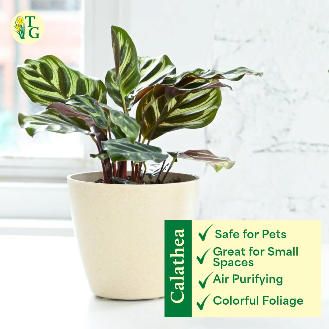Thorsen's Greenhouse Peacock Calathea, Live Indoor Plant, Safe for Pets, Colorful Foliage, Rare Variety, Peacock Plant, 4" Diameter (Lavender)