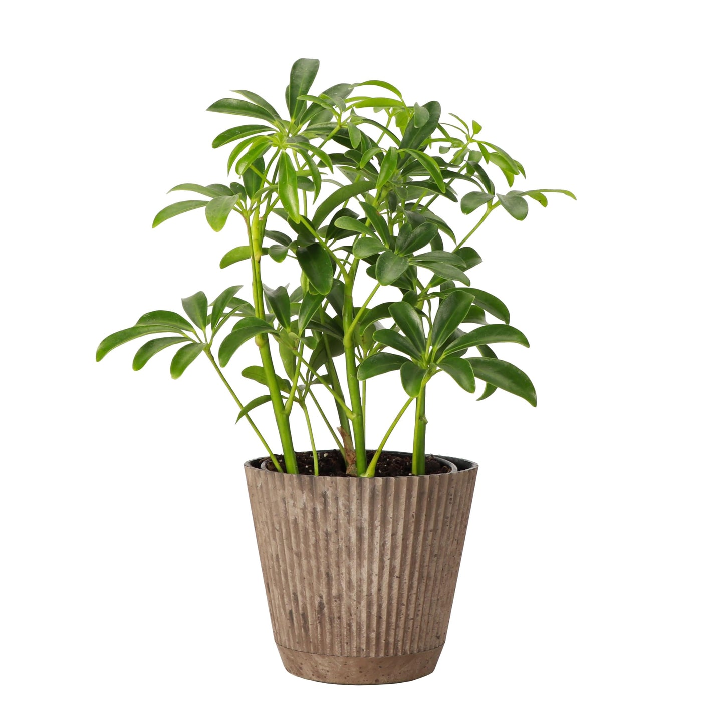 Thorsen's Greenhouse Live Arboricola Umbrella Tree Plant, Schefflera Arboricola, Natural Air Purifier, Easy to Grow, Live Indoor Houseplant, 4-inch Diameter (Coffee)