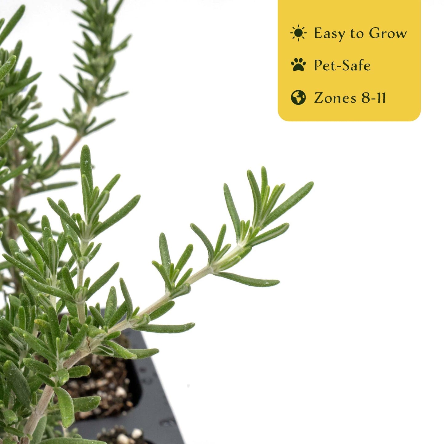 3 Creeping Rosemary in 2.5” Nursery Cubes (Rosmarinus officinalis ‘Prostratus’) | Evergreen Aromatic Groundcover Herb for Rock Gardens, Walls & Containers | Ready-to-Plant Live Starter Plants