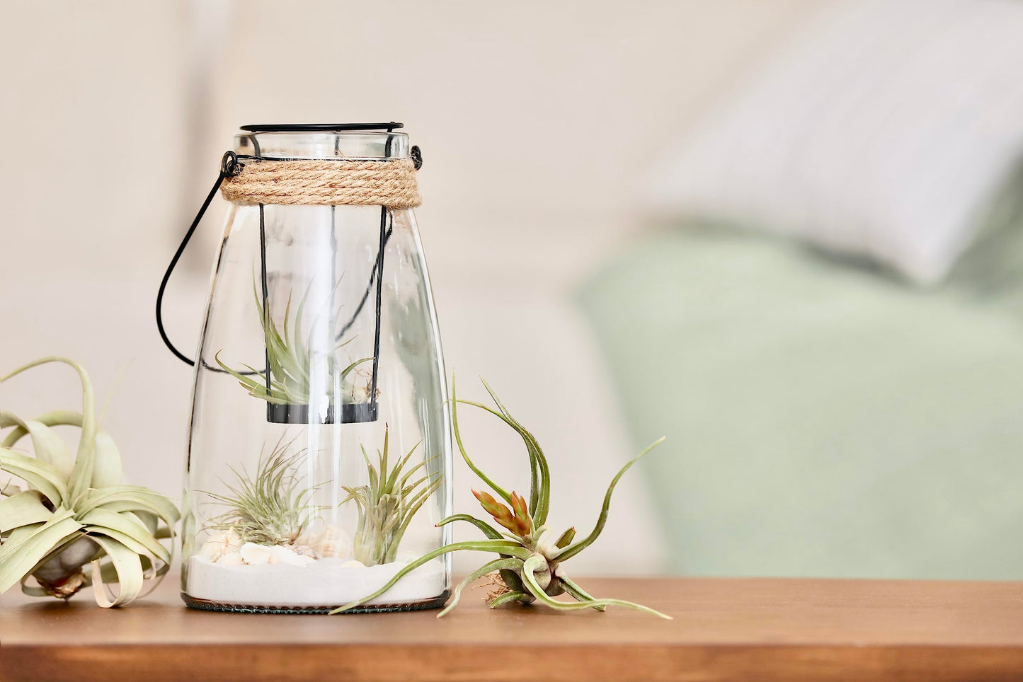 Tillandsia Air Plants Live Indoor Plants (6PK), Airplants Variety Live Plant Kit, Tropical Plants Live Houseplants, Air Plant Live Succulents Plants Live Plants Indoor House Plants by Plants for Pets