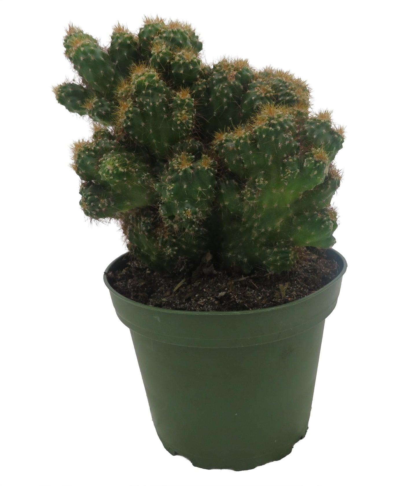 Crested Red Monstrous Cactus - Cereus Peruvianus - Houseplant/Terrarium/Fairy Garden - 4" Pot
