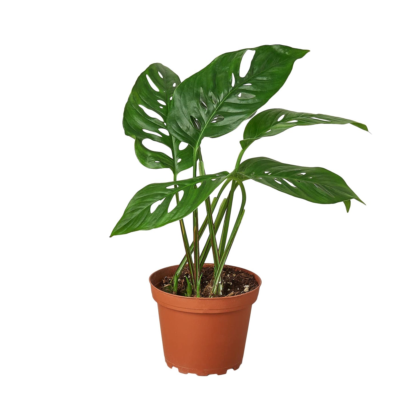 Monstera Adansonii Live Plant in 4" Pot - Exotic Monstera Swiss Cheese Plants - Rare Indoor Live Houseplant - Air Purifying Plant