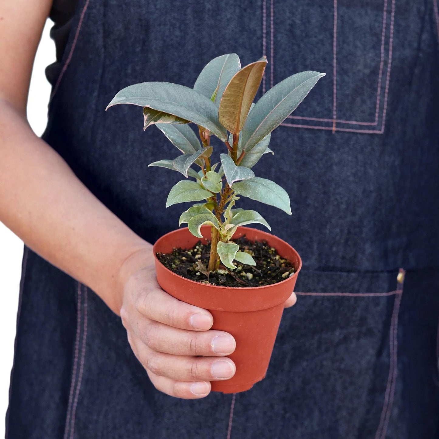 4 Pack Ficus Elastica 'Tineke' in 4in Pot - Live Plants Tropical Houseplants | Variegated | USA Growers | The Snobby Leaf