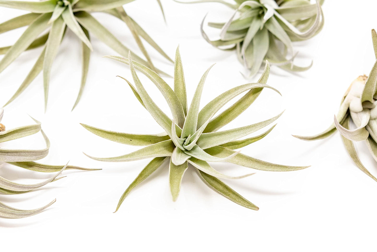 Air Plants The Inca Collection - Live Succulent House Plants - Available in Wholesale and Bulk - Home and Garden Decor - Easy Care Indoor/Outdoor Air Plant (Pack of 6)