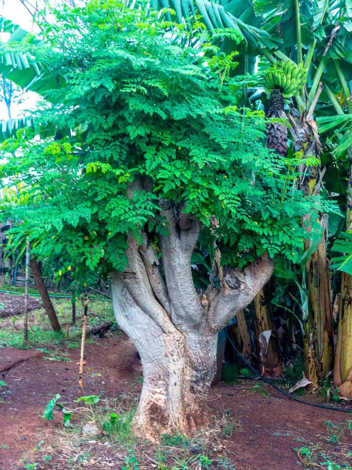 Moringa Tree Live Plant in 4 Inc Pot, 6"-12" Malunggay Drumstick Trees, Horseradish Herb Moringa Plants, Deciduous Tree