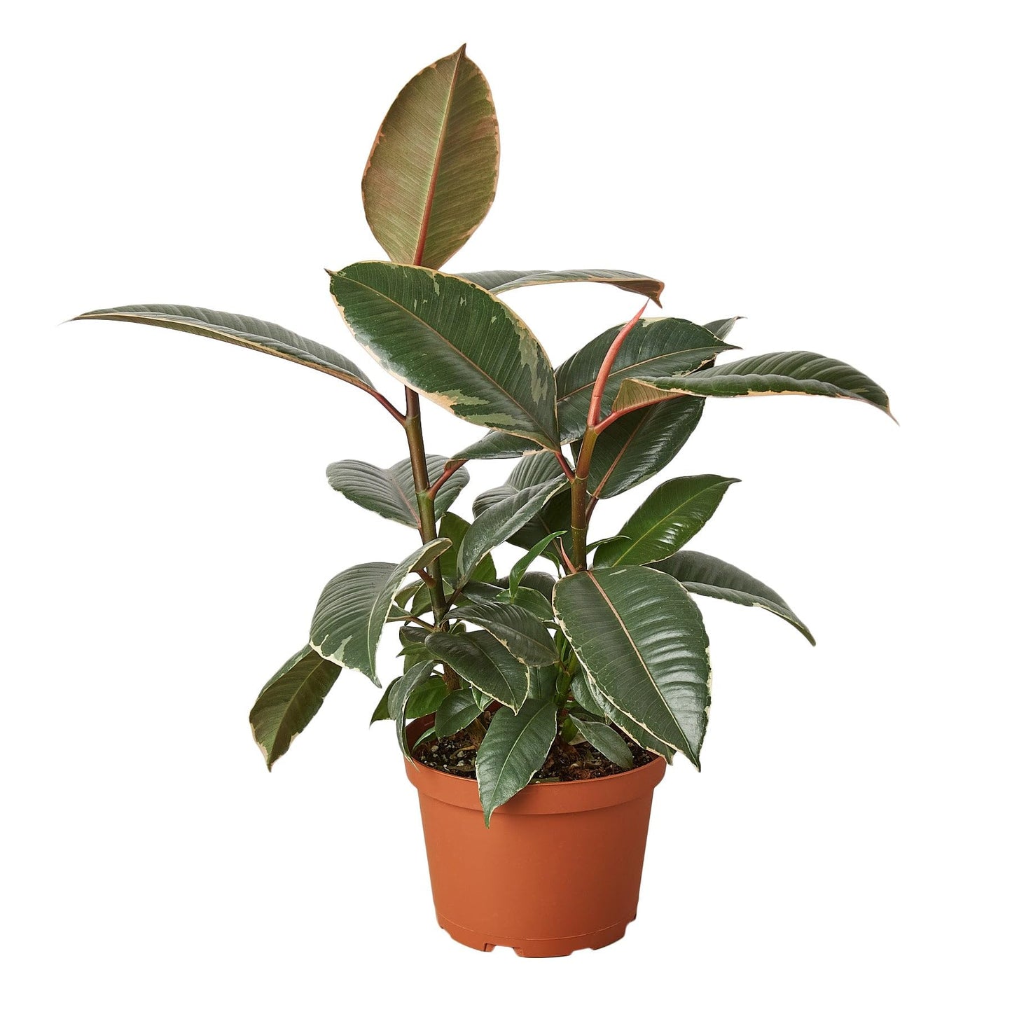 Ficus Elastica 'Tineke' | Live Plant for Indoor & Outdoor | for Living Room, Office, Bathroom | (6" Pot)