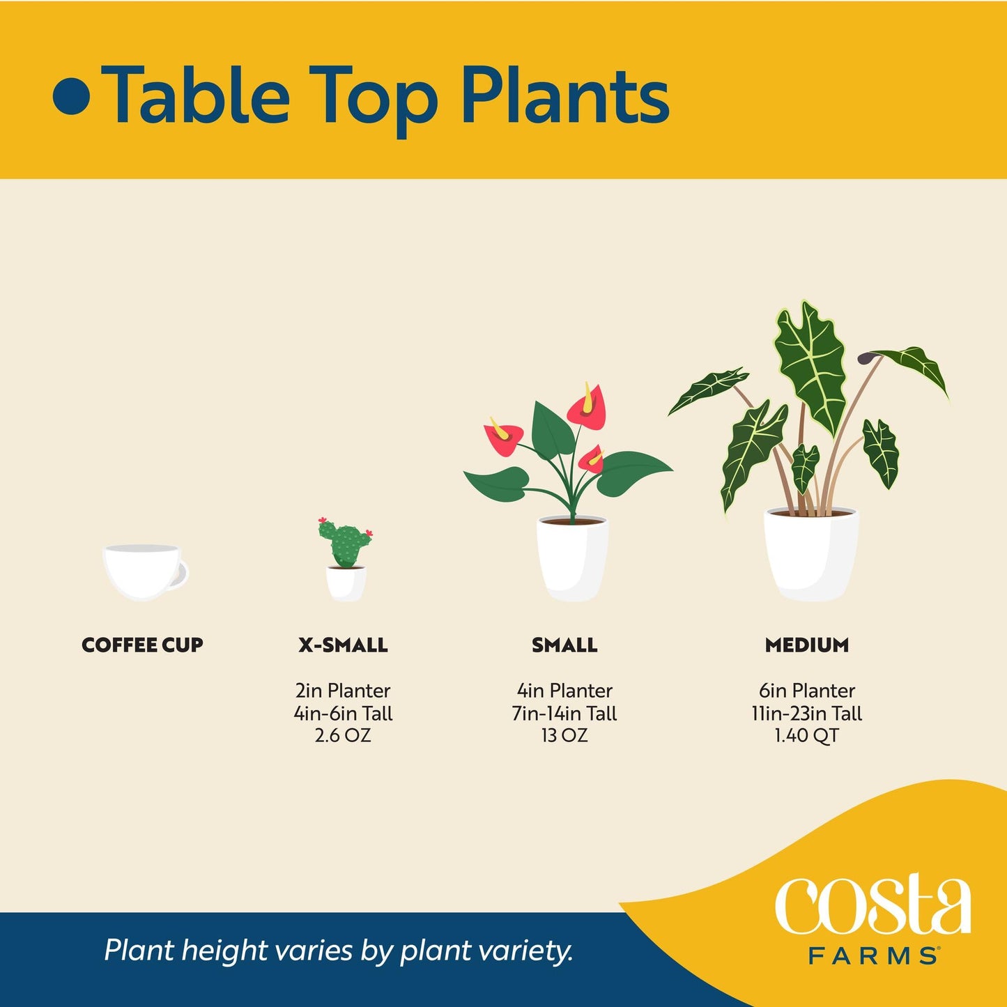 Costa Farms Money Tree Live Plant | 8-10 Inches Tall | Easy to Grow Indoor Houseplant in 2.5 Inch Plant Pot | Live Bonsai Home, Office, or Room Decor | Garden, Birthday, and Housewarming Gift