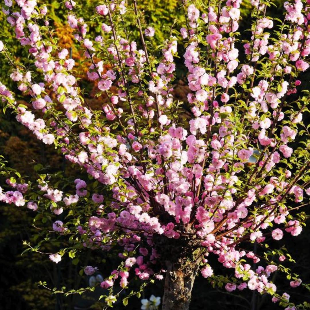 Flowering Almond Shrubs Trees Live Plants in Pot, Well-Rooted Fragrant Flowering Plum Bushes, 8-12 Inches Tall, Ornamental Tree for Outdoor Planting