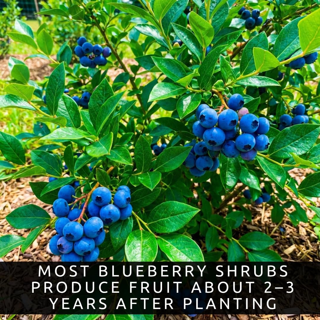 3 Blueberry Plants Live for Planting, Highberry Blueberry Bushes - Live Plant 1 Year Old, Fruit Tree Live Blueberry Plant - No Pots Included, Ships Bare Root