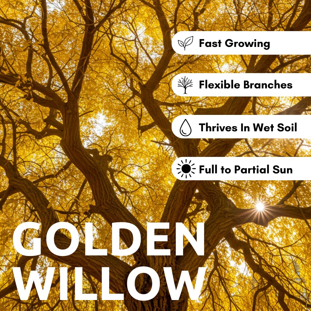 4 Golden Weeping Willow Tree Cuttings - Live Plants - Beautiful Arching Canopy
