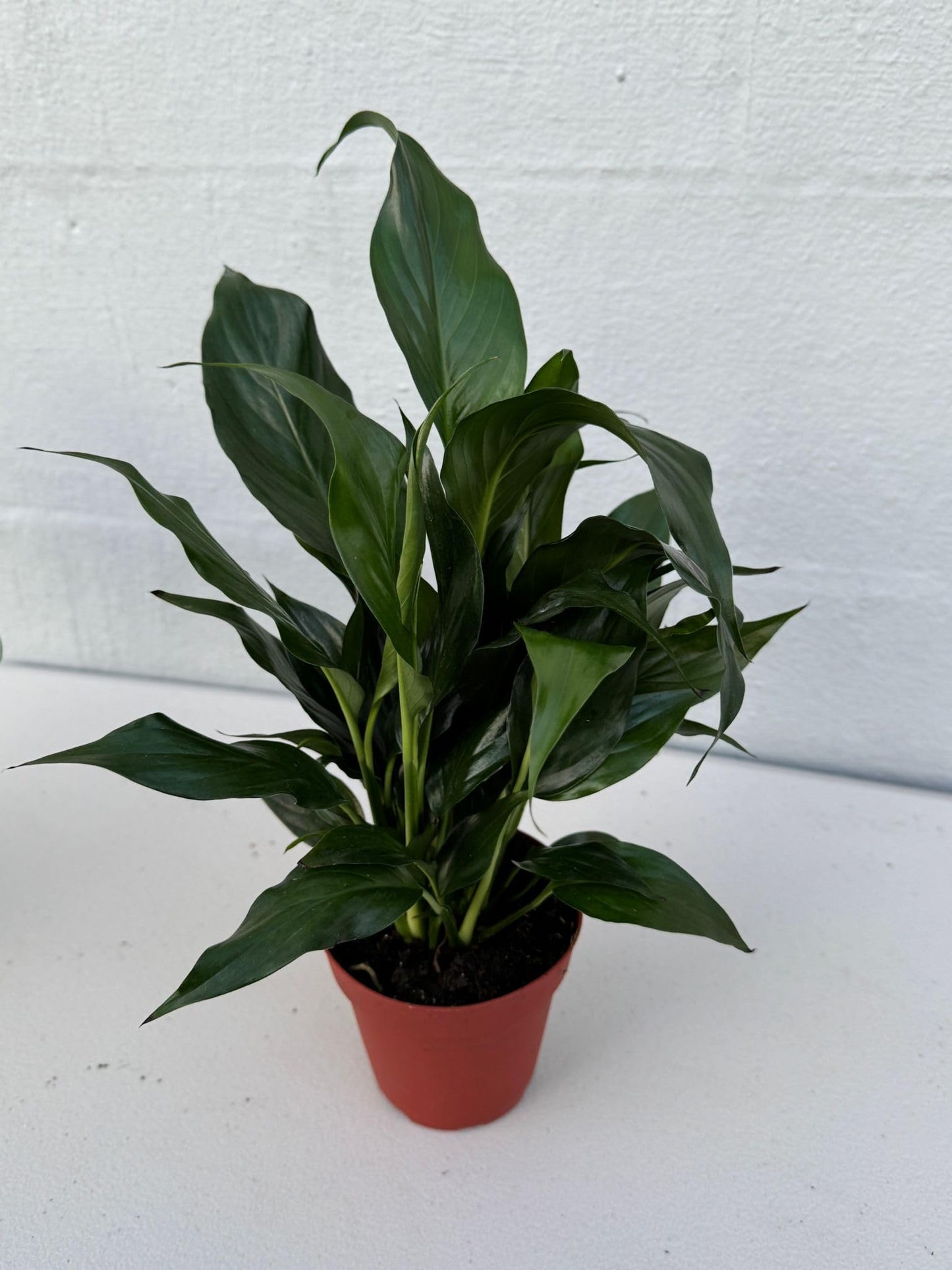 PLANTVERS Peace Lily in a 4” Grow Pot – Live Spathiphyllum – Flowering Air Purifying Plant – Easy Care & Low Maintenance Houseplant – Blooming Gift Plant (Peace Lily in a 4" Grow Pot)