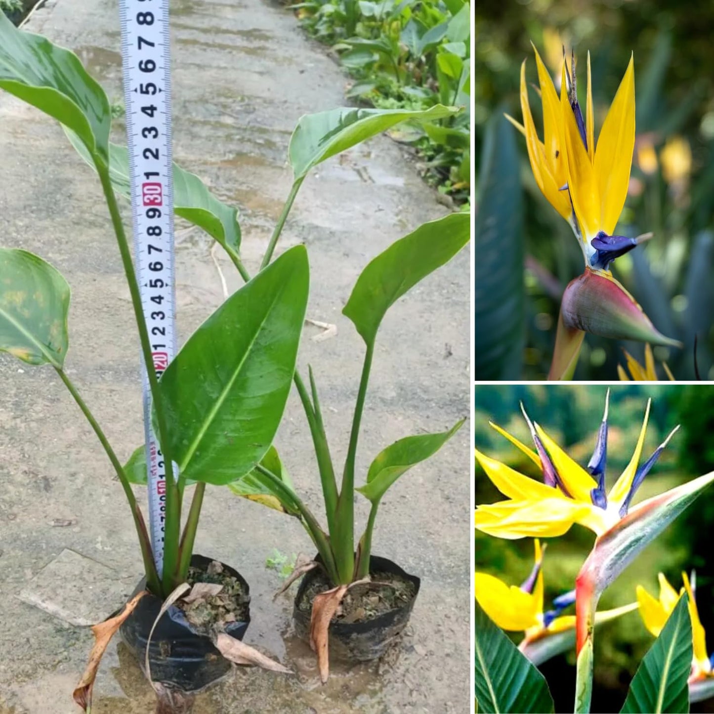 Bird of Paradise Plant Live for Planting, 5 to 10 Inches Tall, Tropical Strelitzia Reginae Bird of Paradise Live Plant (Yellow Bird of Paradise)