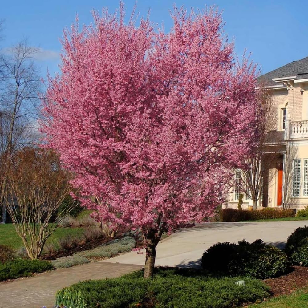 Pink Cherry Blossom Tree Plant, 8 to 12 Inch Tall Cherry Blossom Tree Live in Pot, Perennial Cherry Blossom Sapling, Cherry Blossom Tree Plant, Cherry Flower Tree Starter Plant