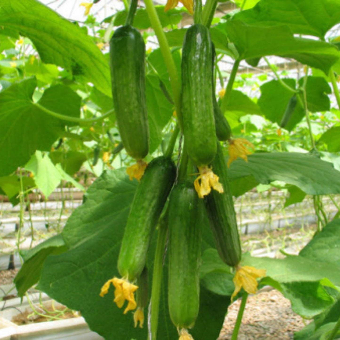Set of 2 Marketmore Cucumber Plants Live, Live Cucumber Plants, 4'' Pot, 4 to 7 Inc Long Starter Plant