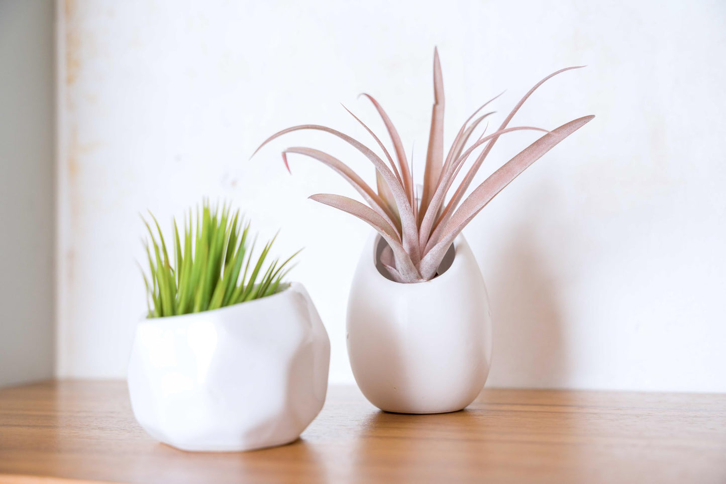 Air Plant Shop Single White Ceramic with Custom Air Plant - Succulents - Live Tillandsia - Easy Care Indoor and Outdoor House Plants (Harrisii)