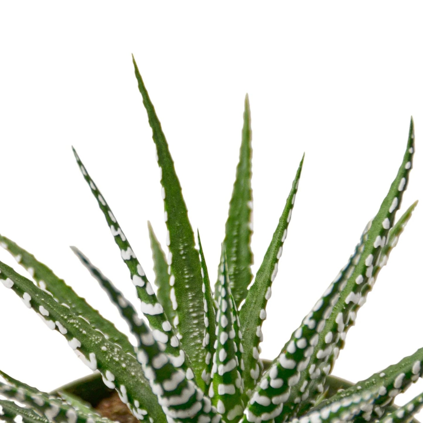 4 Pack Zebra Succulent in 4in Pot - Live Plants Tropical Houseplants | Variegated | USA Growers | The Snobby Leaf