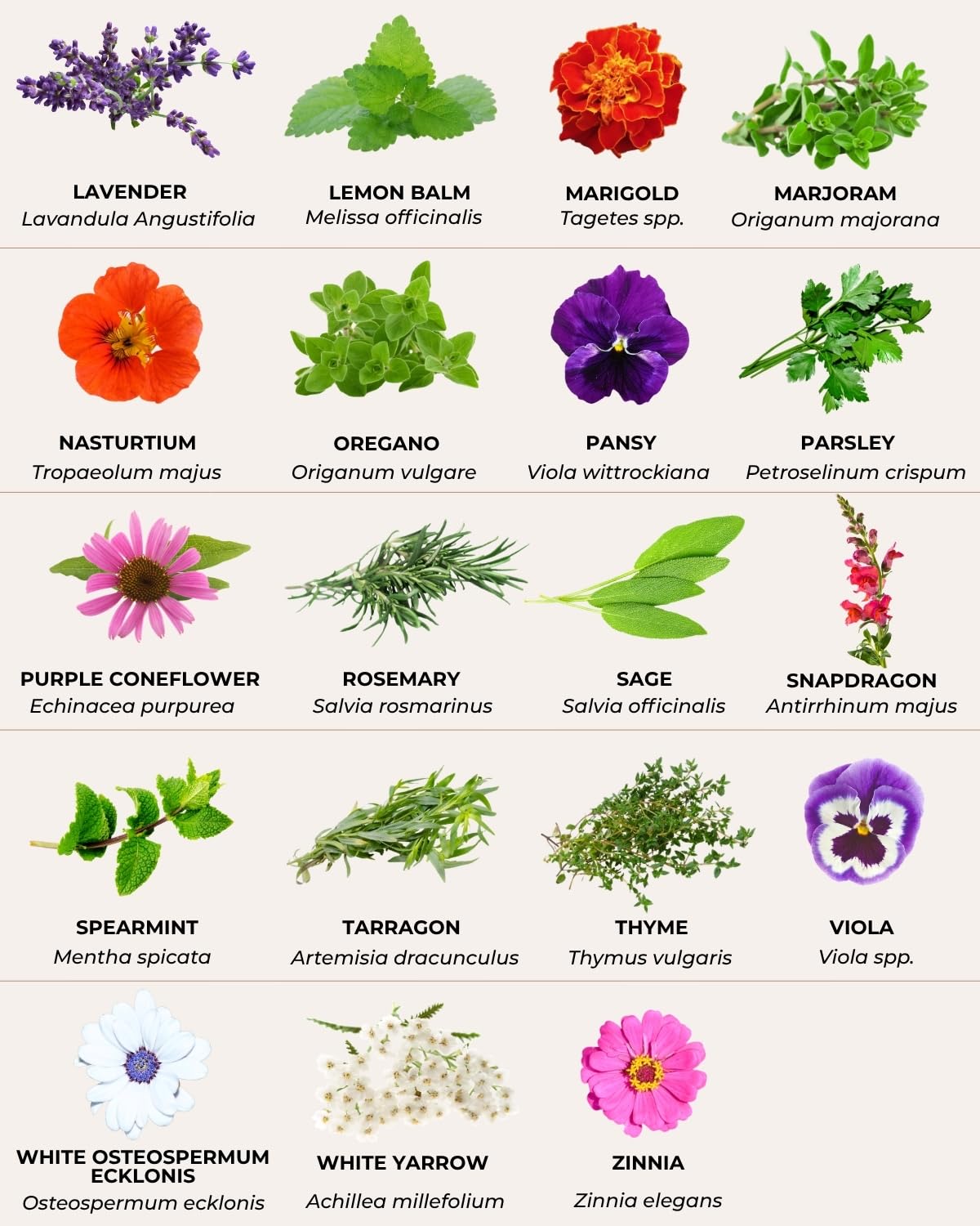 35 Tactiko Edible Flower & Herb Seeds Kit Variety - USA Grown Heirloom Non-GMO Open-Pollinated Seeds for Planting - Indoor Outdoor Gardening - Survival Long-Term Storage - Resealable Mylar Bag