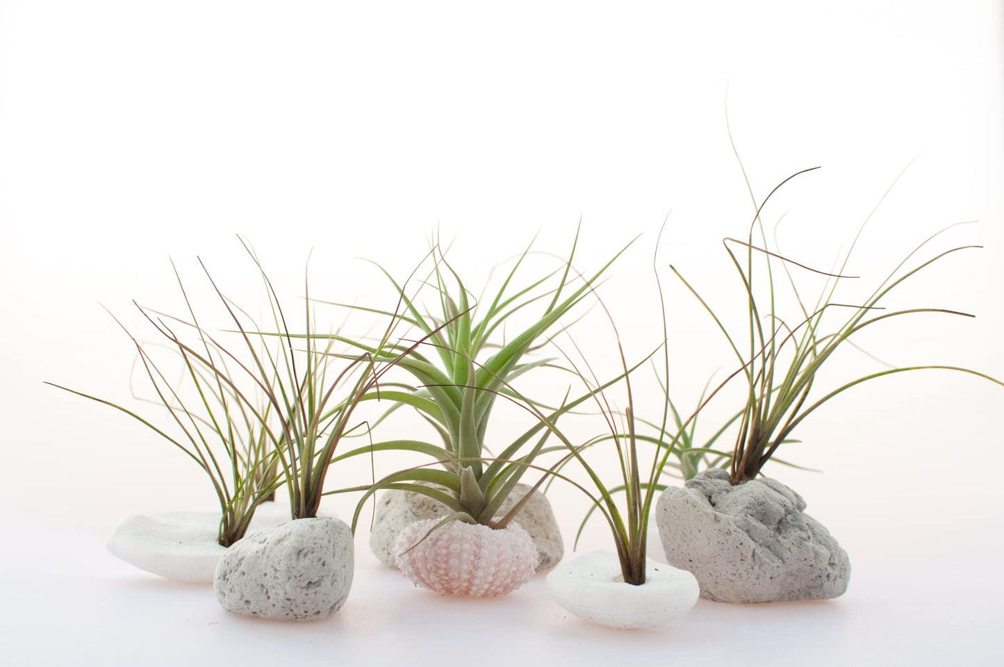 Air Plant Low Light House Plants Box (5PK) Tillandsia Air Plants Live Houseplants Live Indoor Plants Live Succulents Plants Live Terrarium Plants Live, Air Plant Holder Airplant Kit by Plants for Pets