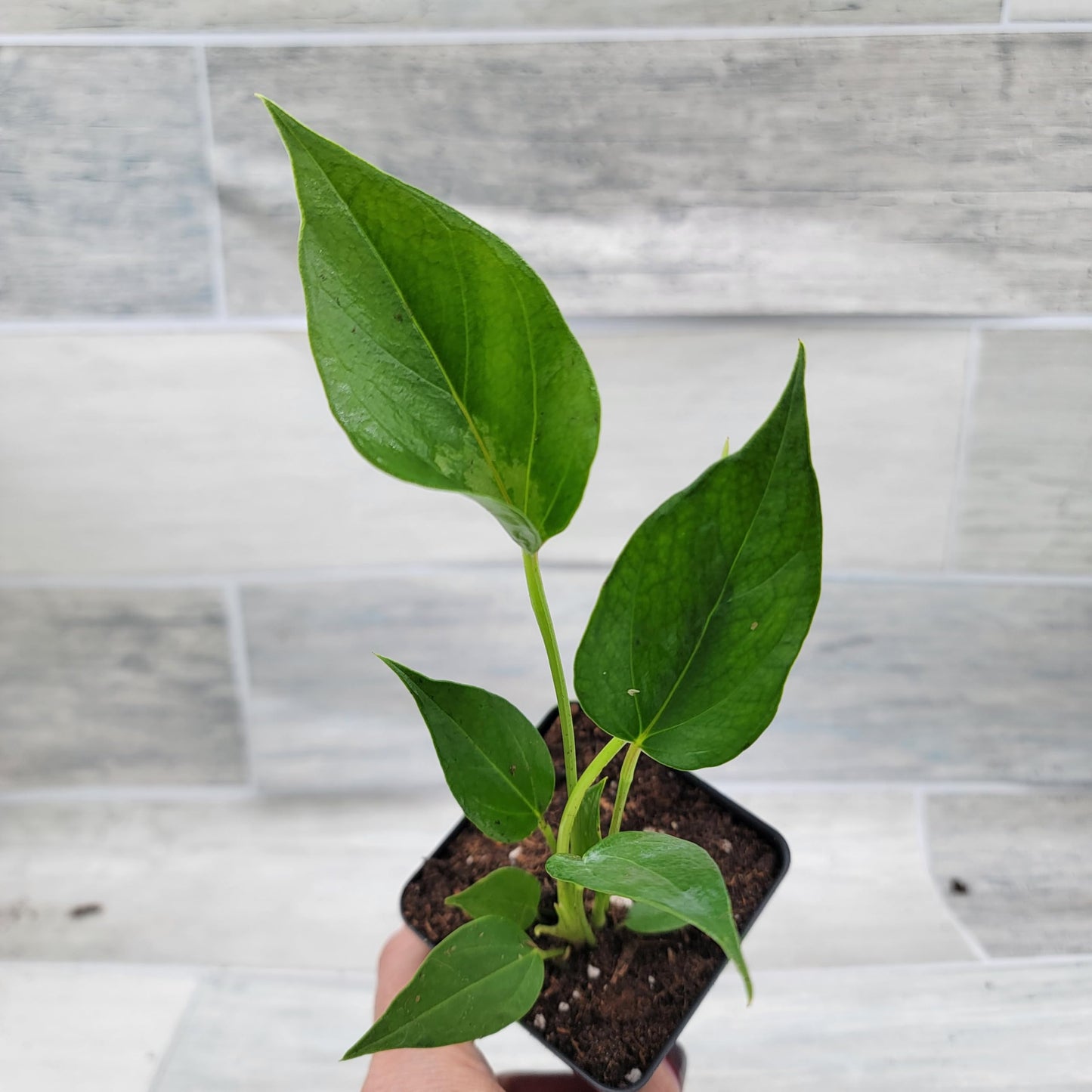 Rare Anthurium Pink Live Plant in 4-Inch Pot - Anthurium Flamingo Flower Plant - Exotic Flamingo Plant for Home or Office by 3exoticgreen