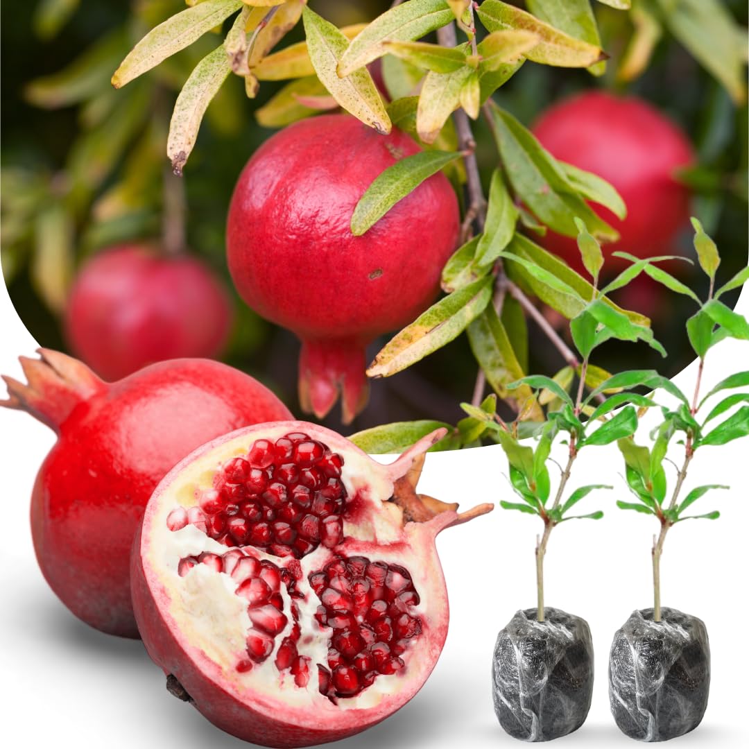 3 Pomegranate Trees Live Plants Cold Hardy, Large Sweet Fruit Pomegranates Plants Well-Rooted, 5-9 Inches Tall, No Pot