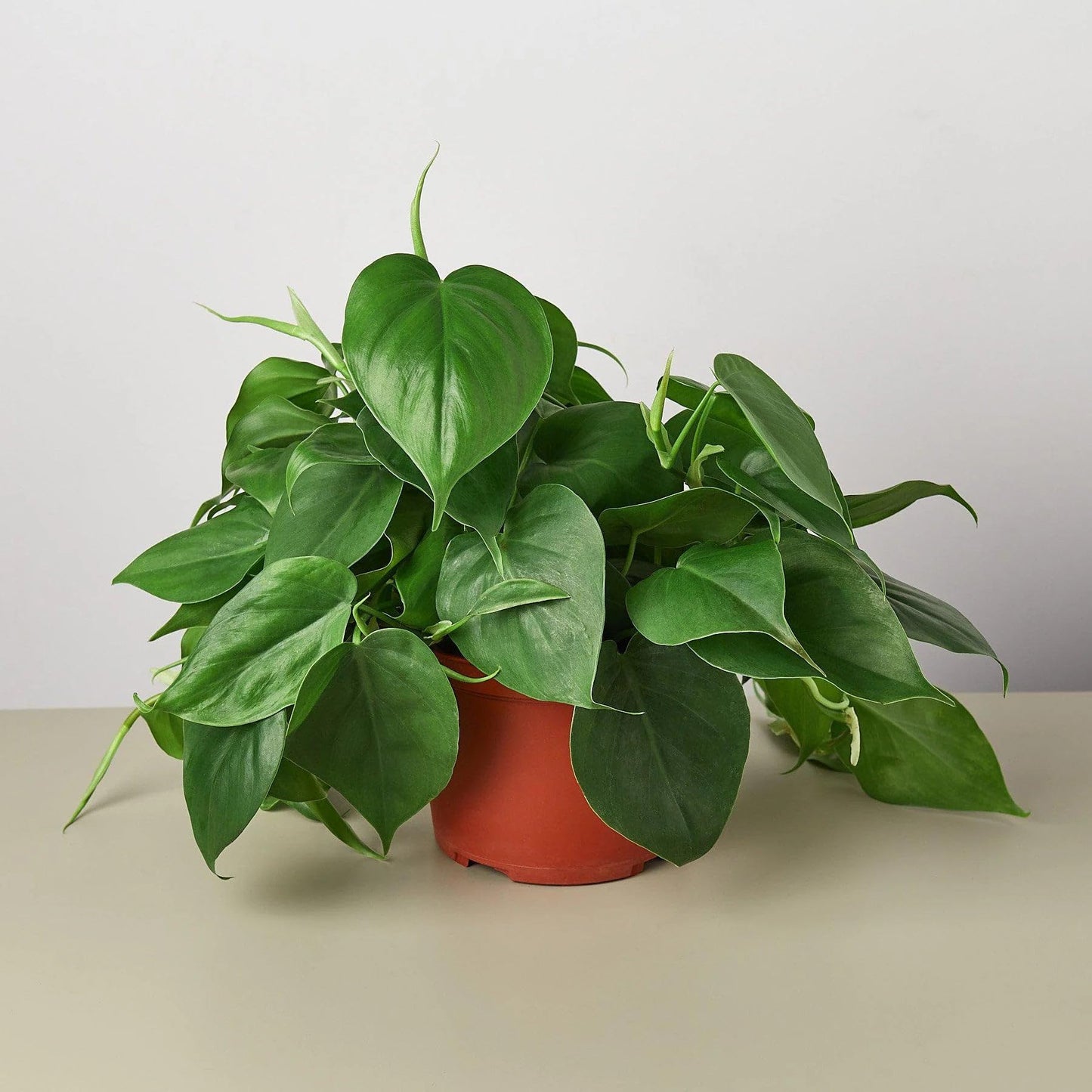 Philodendron Cordatum Heartleaf in 4in Pot - Live Plants Tropical Houseplants | Variegated | USA Growers | The Snobby Leaf