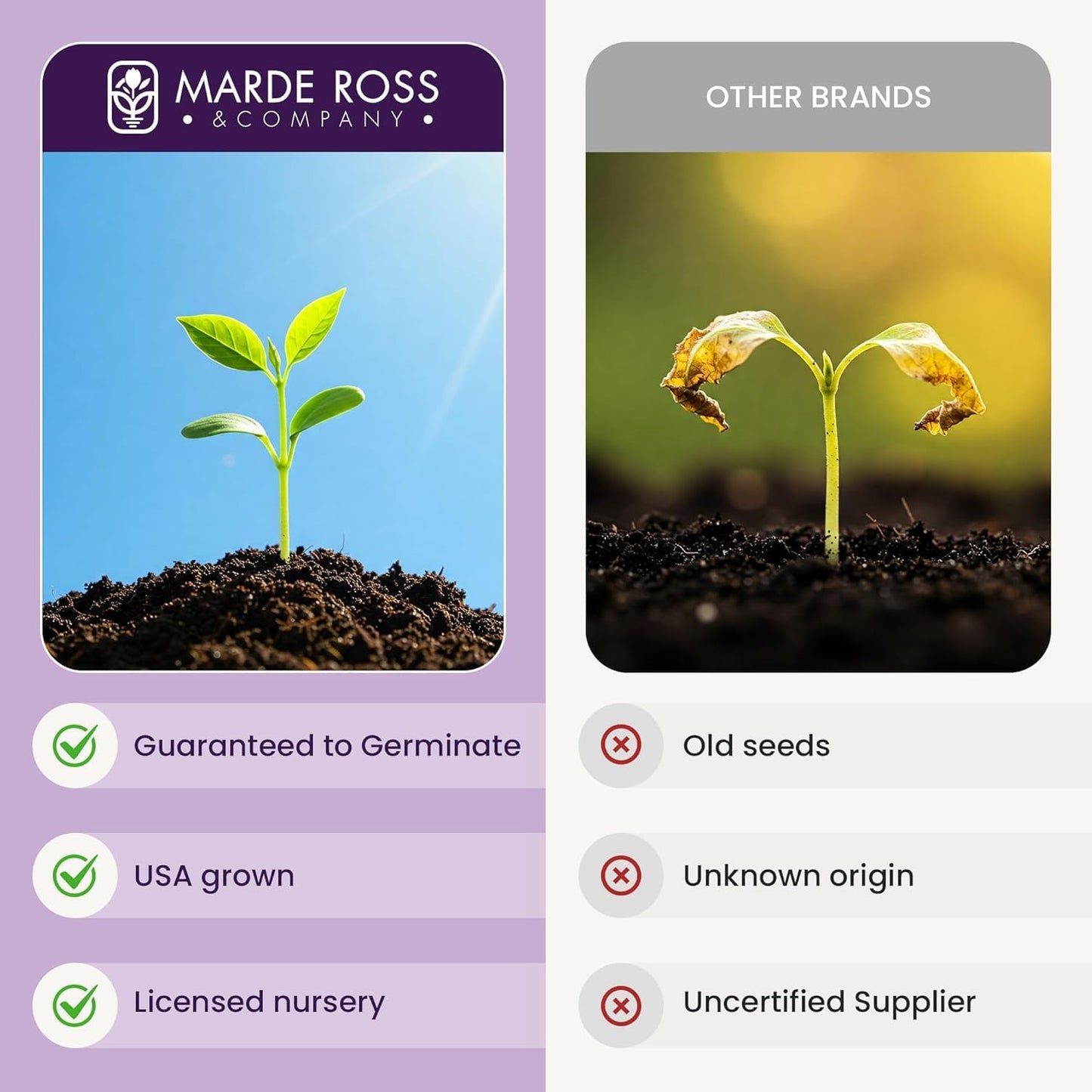 Marde Ross & Company California Poppy Seeds for Planting - 3,200 Fresh Seeds - Mission Bells Mix - California Wildflower Seeds - Pet Friendly - Grown in the USA