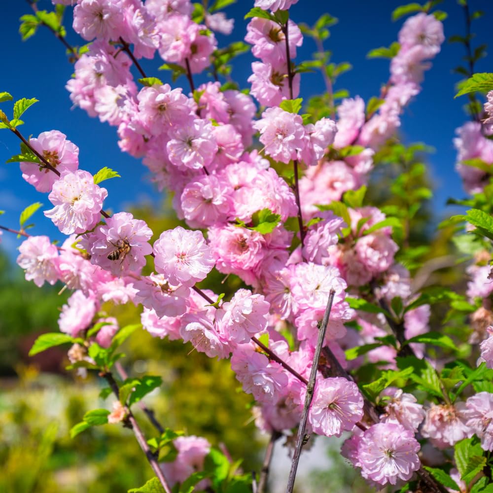 Flowering Almond Plants Tree Live, 7 to 11 Inc Tall, Flowering Plum Bush Live Plant Ornamental Plant Double Pink Flower, Quart Pot