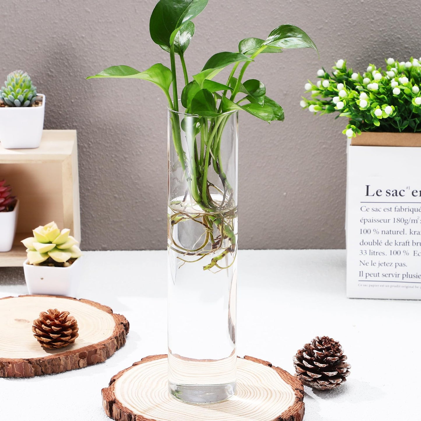 BETOOKY Wall Hanging Glass Vases for Indoor Plants 2pcs, Large Round Tube Hydroponic Propagation Station Terrariums, Wall Holders for Home Décor and Flower Display