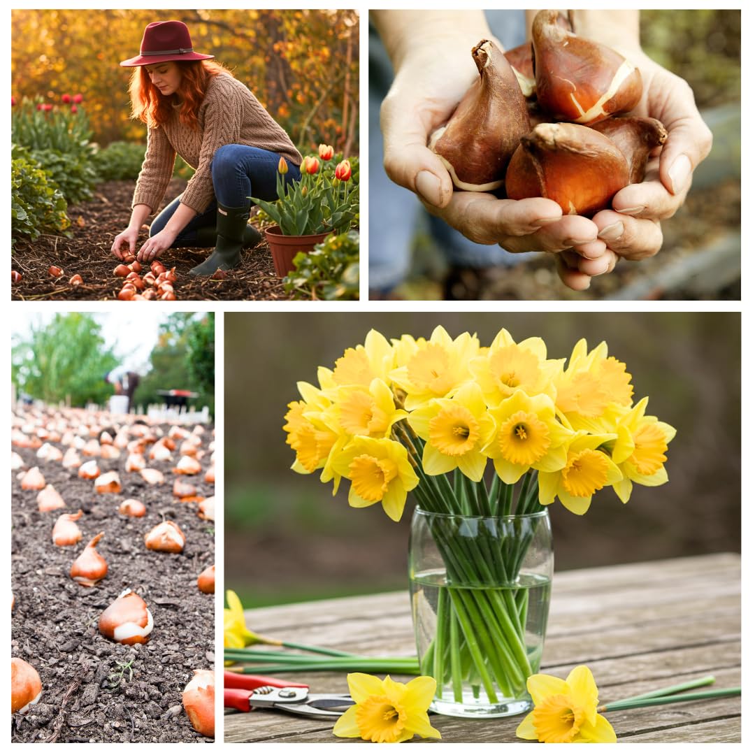 Large Flowering Mix Daffodil Bulbs for Planting, Stunning Perennial Flower Bulbs, Borders, Garden, Landscaping, Bulb Size 12/14 cm, Large Flowering Daffs (10 Bulbs)