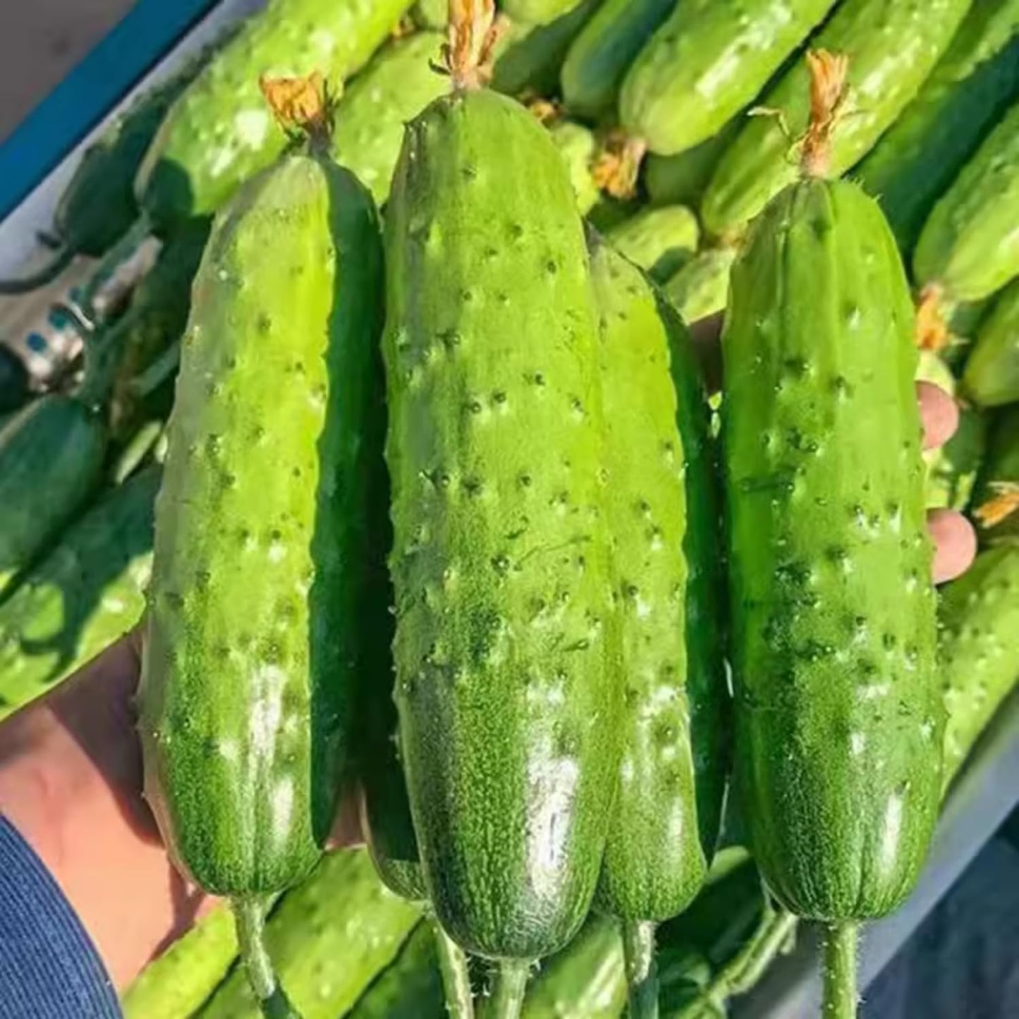 2 Cucumber Plants Live, Live Green Cucumber Plants Potted, 3 to 5 Inches Tall, 4 Inches Pot, Vegetable Plants Gardening Planting