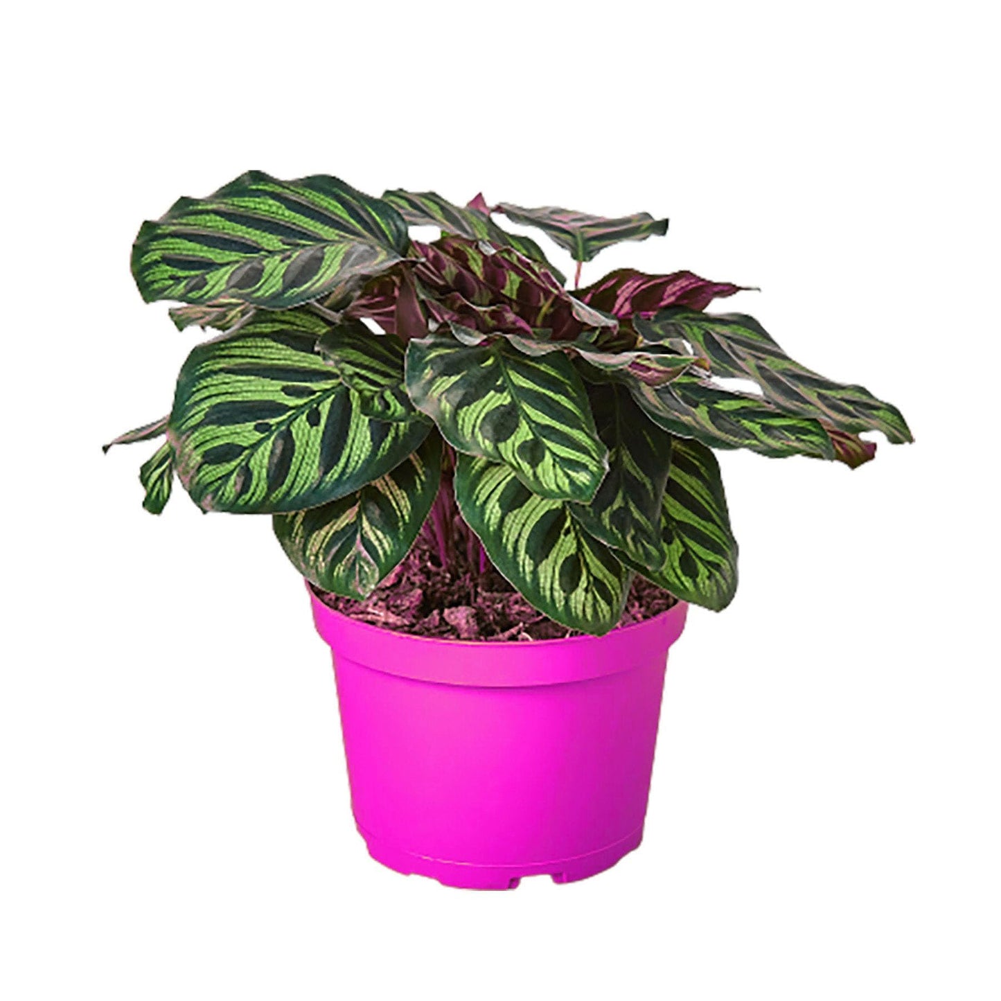 Calathea 'Makoyana' in 4in Pot - Live Tropical Houseplant - Easy to Grow | Air Purifying | Pet Friendly | Variegated | USA Growers | The Snobby Leaf