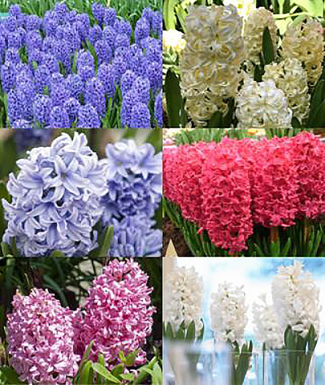 5 Aqua Hyacinth Bulbs