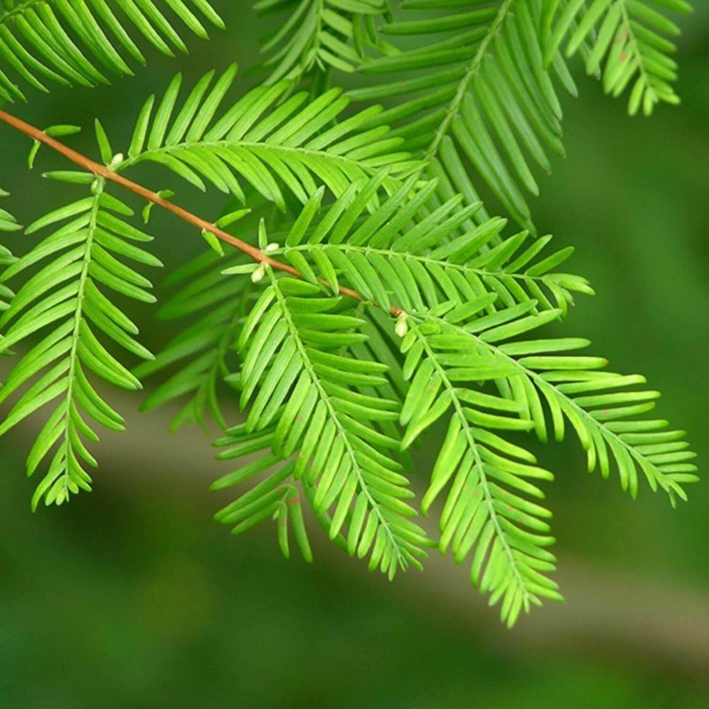 Live Plant - 2 Dawn Redwood Trees - Live Potted Plants - 8-12" Tall Seedlings