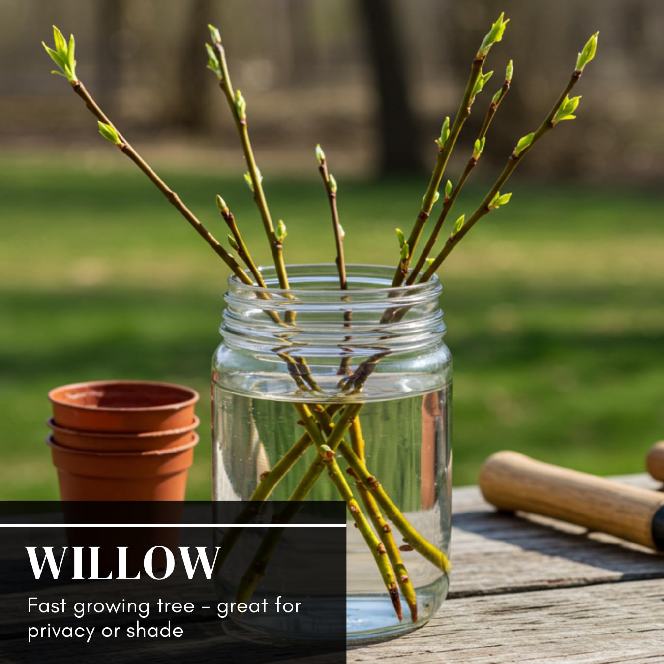 10 Austree Hybrid Willow Trees, Fastest Growing Shade or Privacy Tree - Austree Hybrid Willow Tree - 10 Live Trees