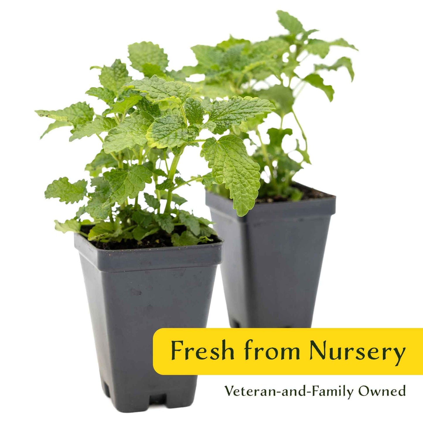 2 Lemon Balm Plants in Cubes | Live Aromatic Culinary Medicinal Herb with Lemon-Scented Foliage | Fast-Growing Perennial Shrub for Teas, Pollinators, Containers & Gardens (Melissa officinalis)
