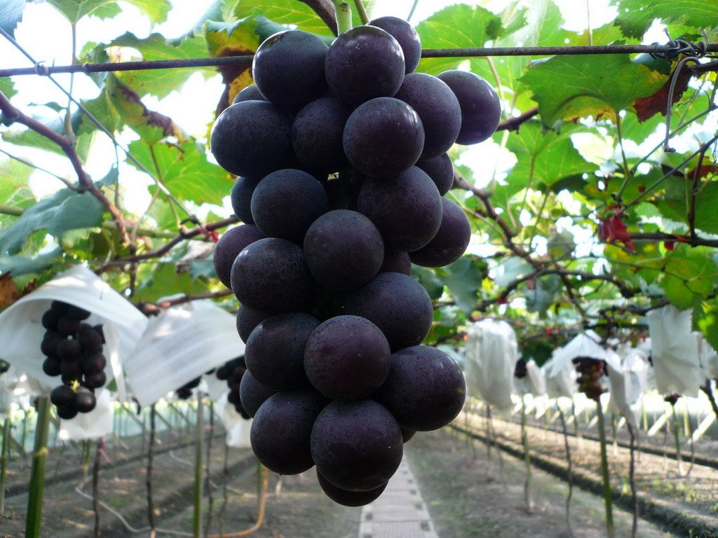 Chiu' Garden Kyoho Grape Cutting Live Plant 5"-7"