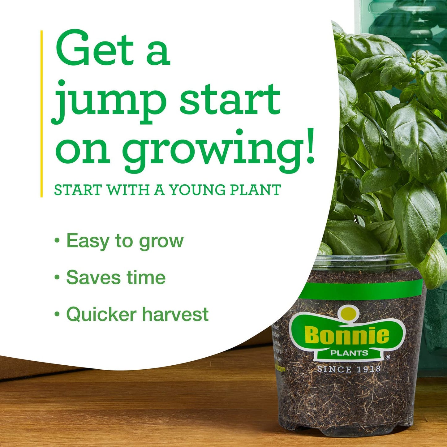 Bonnie Plants Curled Parsley Live Herb Plants - 4 Pack, Biennial, Non-GMO, Garnish, Seasoning, Salads, Palate Cleanser
