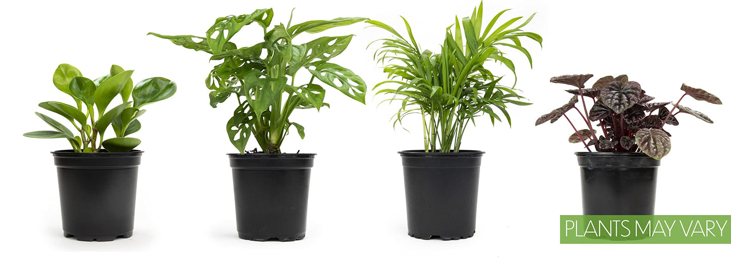 Easy to Grow Houseplants (6 Pack) + Classic Houseplant Collection (4PK) - Home and Office Plant Assortment with Low Maintenance Indoor Plants