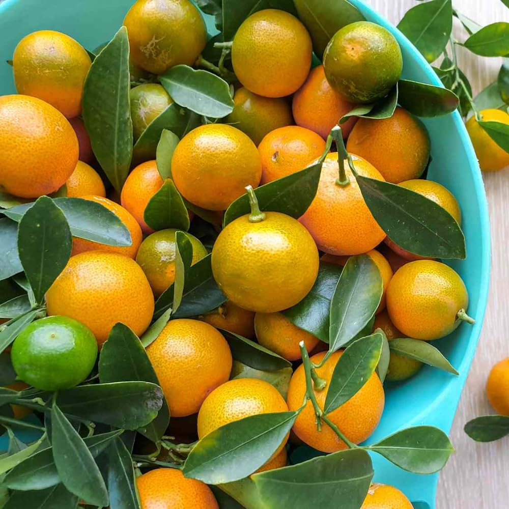 Calamansi Tree Live Plant in 5 Gallon Pot, Large Calamondin Kalamansi Citrus Fruit Tree