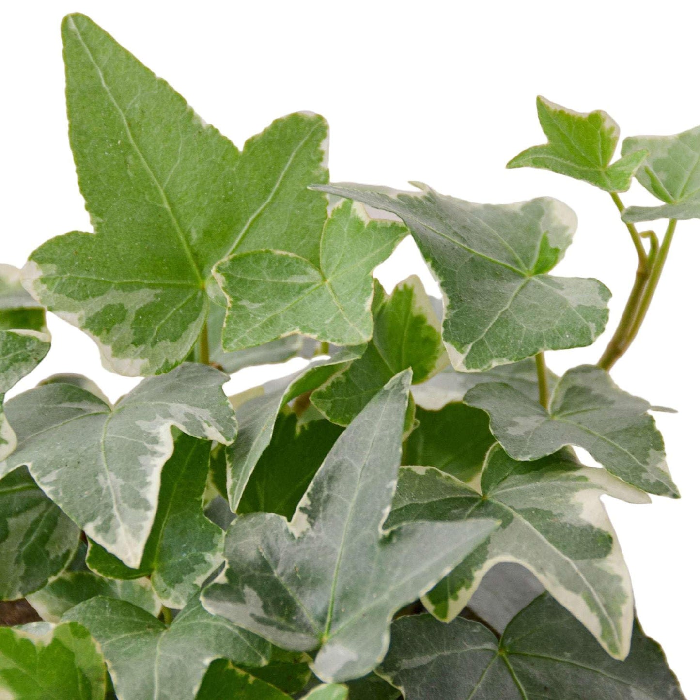 English Ivy 'Glacier' Live Plant for Indoor | Different Houseplants in 4'' & 6'' Pot | Real House Plant for Living Room, Office, Desk & Bathroom | English Ivy | Common Ivy