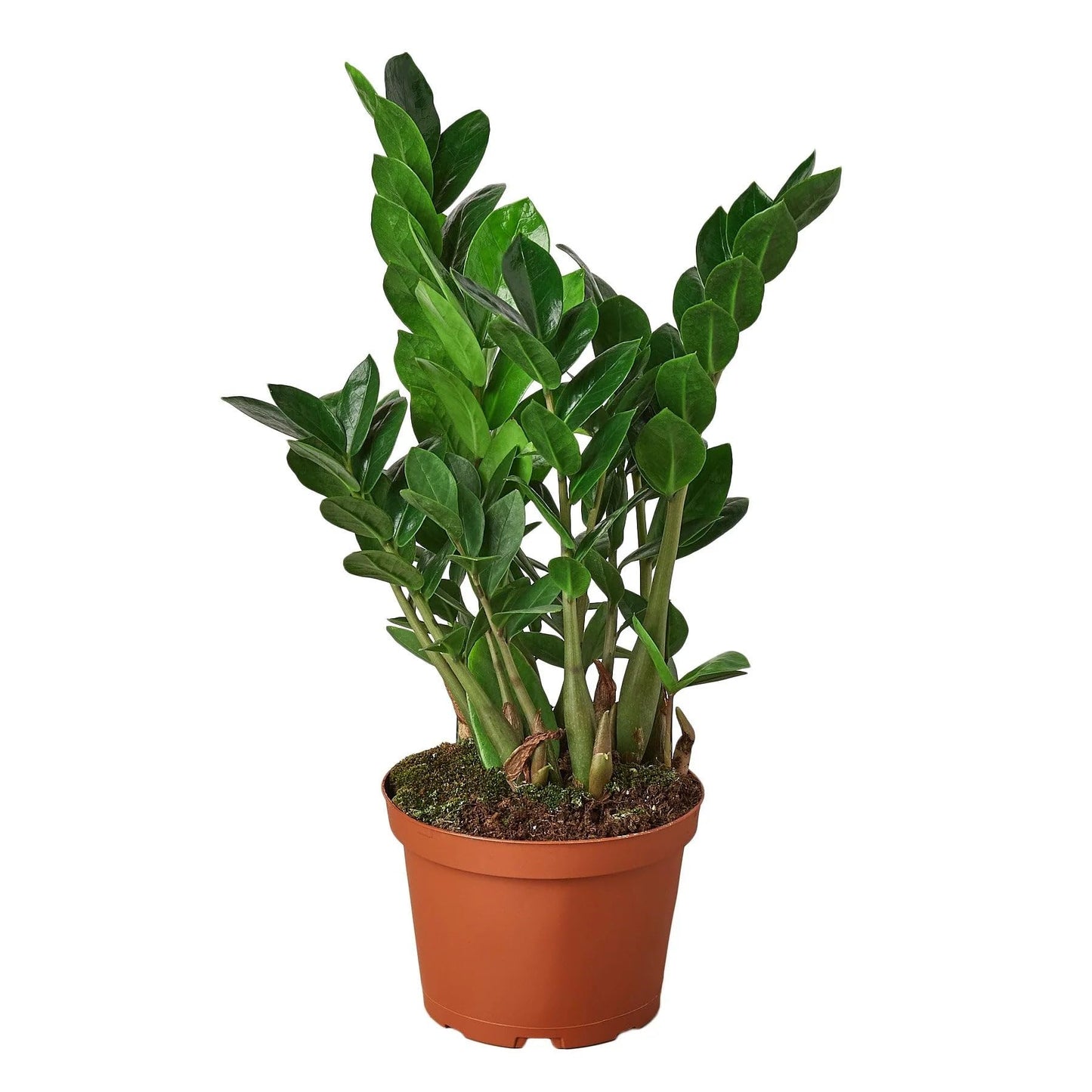 8 Pack Zamioculcas Zamiifolia ZZ in 4in Pot - Live Plants Tropical Houseplants | Variegated | USA Growers | The Snobby Leaf