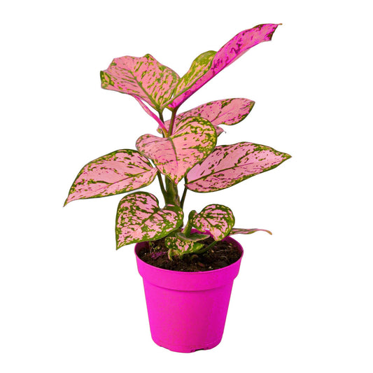 Chinese Evergreen 'Lady Valentine' in 2in Pot - Live Plants Tropical Houseplants | Variegated | USA Growers | The Snobby Leaf