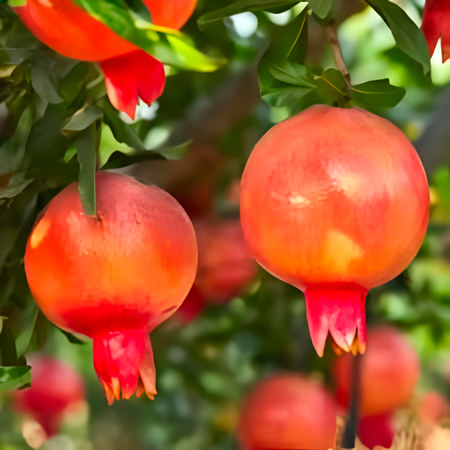 Eversweet Pomegranate Tree Live Plant – Seedless Sweet Pomegranate Plant for Home Garden, Orchard & Outdoor Growing, Hardy Fruit Trees for Sale (Liner/Starter/Potted/Set of 2 Plants)