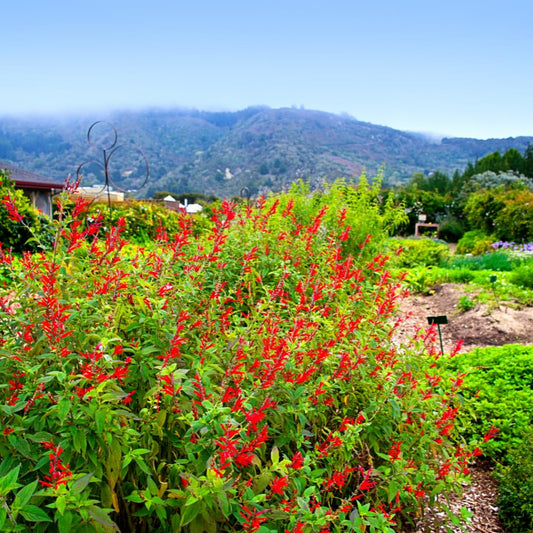 Yunaksea Pineapple Salvia Perennial Live Plant in 4 Inc Pot, Long Bloomer Red Salvia Sage Plant Live, Live Salvia Bush Shrub for Planting