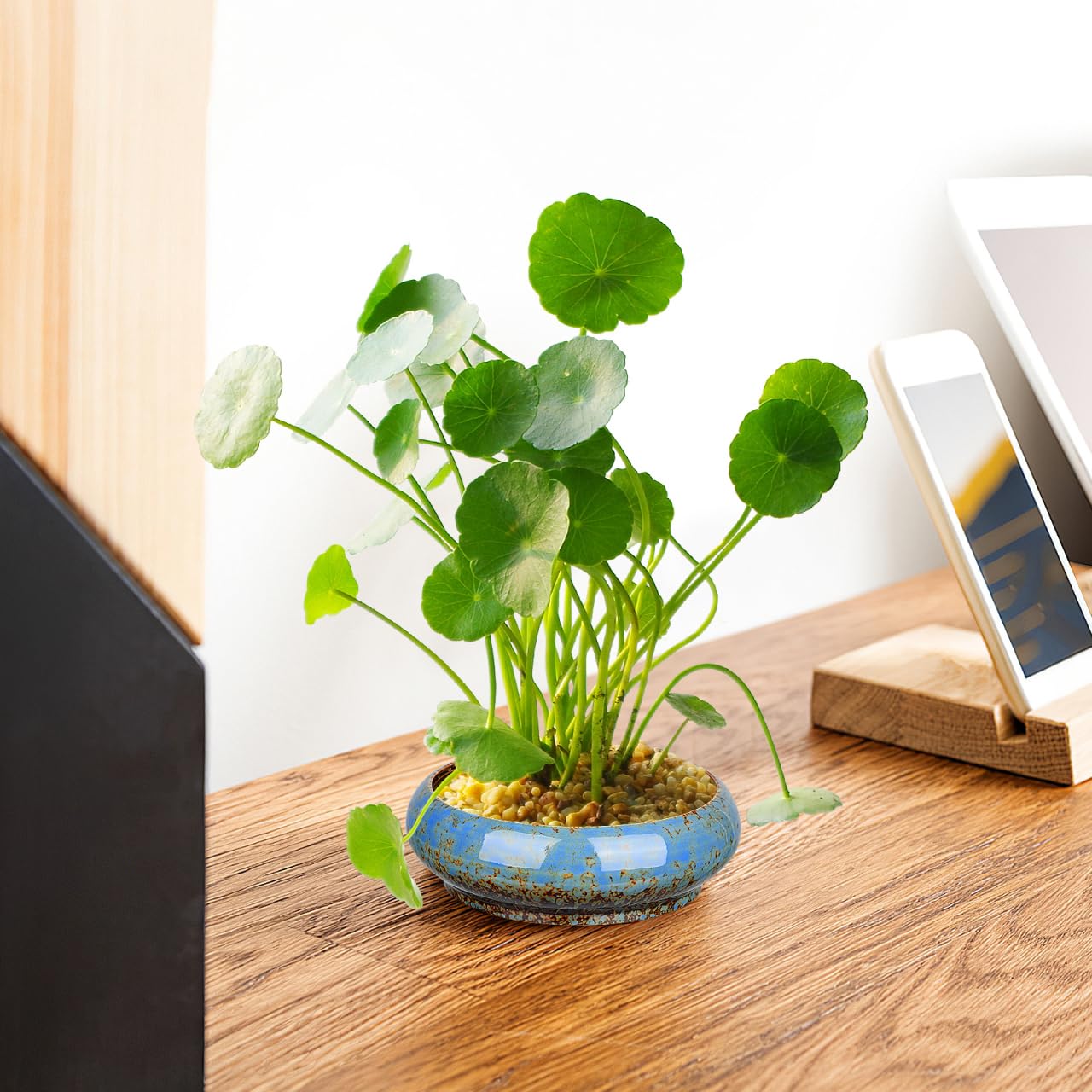 Leak-Proof Lotus Bowl Round Hydroponic Plants Pot Ceramic Planter Gardenin Succulent Pot Bonsai Planter for Outdoor Daffodil Flowerpot 7.28 Inch, Random Color