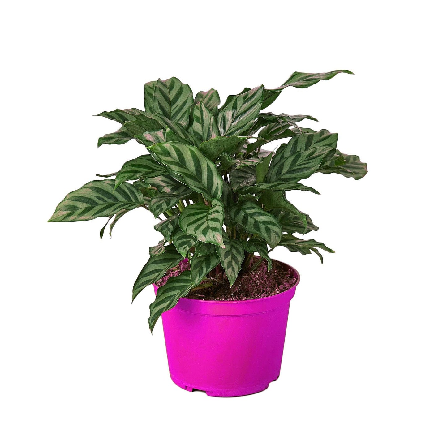 5 Pack Calathea Concinna 'Freddie' in 6in Pot - Live Tropical Houseplant - Easy to Grow | Air Purifying | Pet Friendly | Variegated | USA Growers | The Snobby Leaf