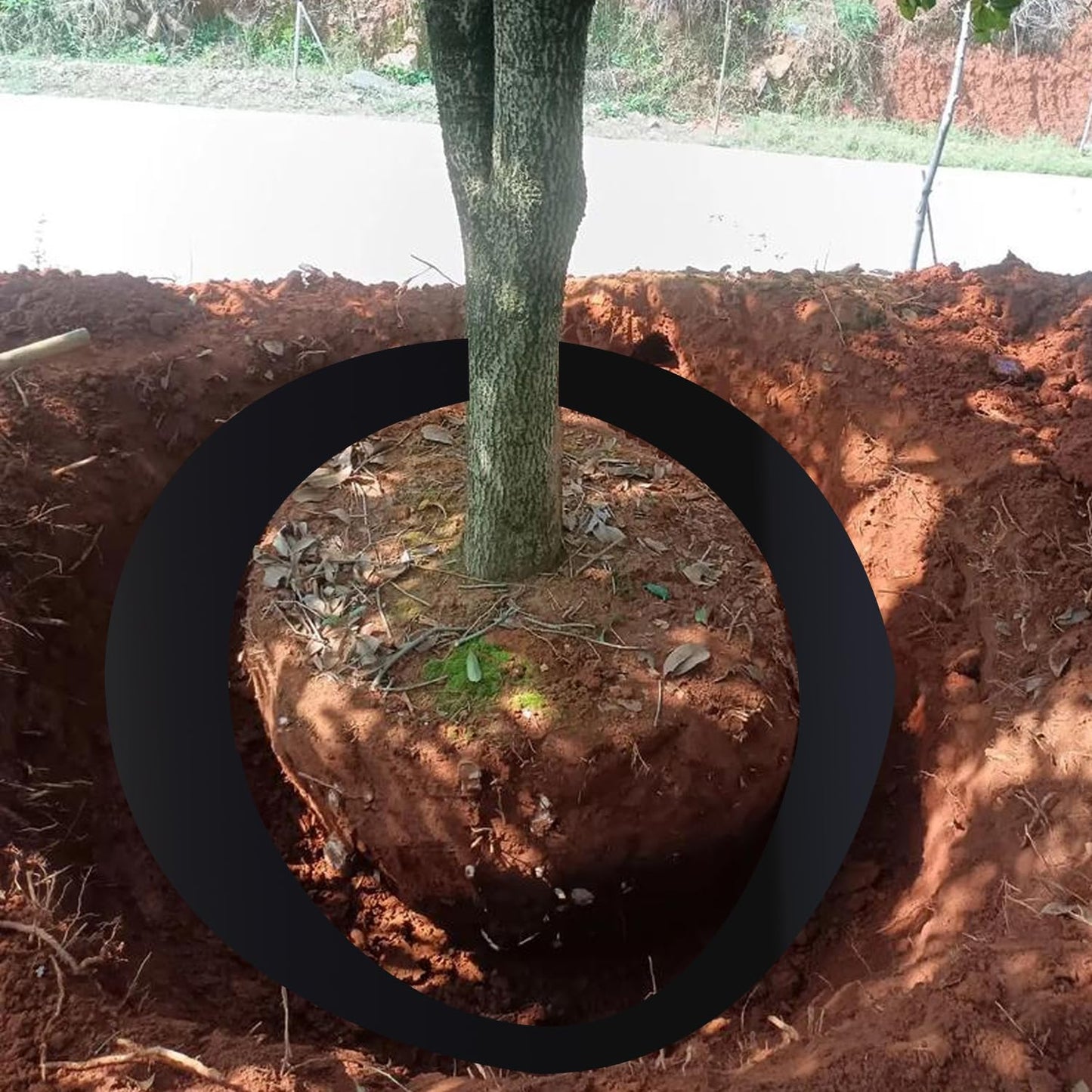 50ft x 24in x 60mil Tree Root Barrier for Landscaping & Protect Roads | Bamboo Barrier Heavy-Duty Root Blocker Rhizome Control Barrier