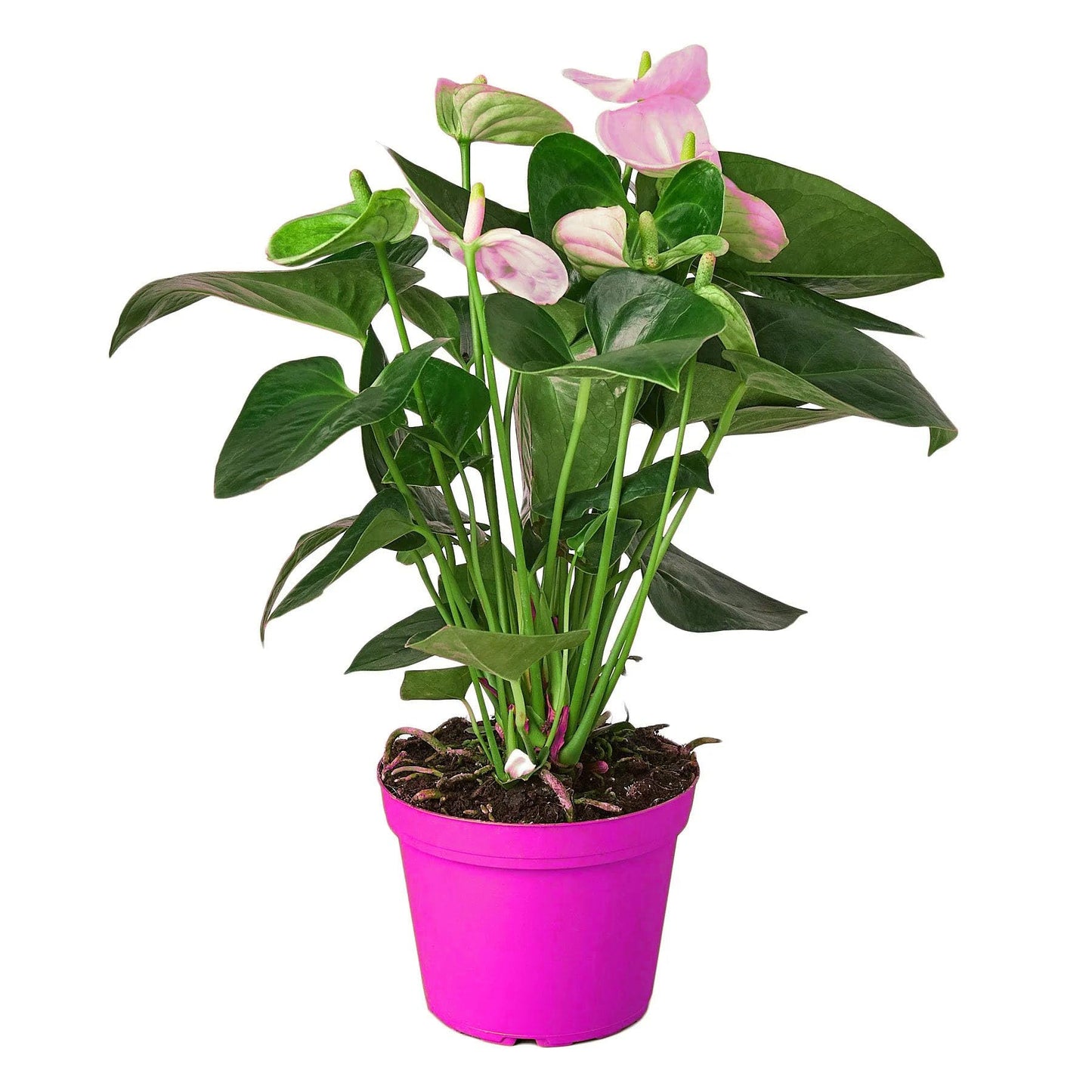 4 Pack Anthurium 'White' in 6in Pot - Live Tropical Houseplant - Easy to Grow | Variegated | USA Growers | The Snobby Leaf