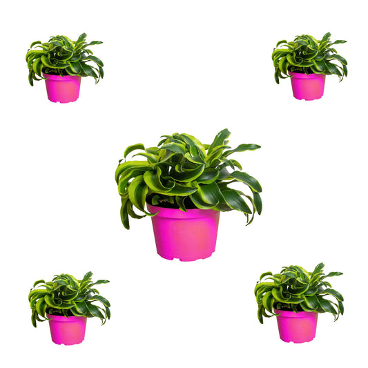 5 Pack Dracaena 'Tornado' in 4in Pot - Live Plants Tropical Houseplants | Variegated | USA Growers | The Snobby Leaf